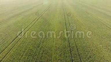 麦田的质地.. 田间幼嫩绿色小麦的背景.. 四架直升机的照片。 航空照片